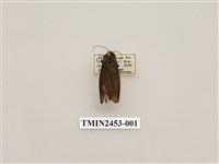 藏品(烏閃苔蛾)的圖片